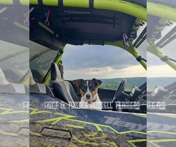 Medium Photo #2  Breeder Profile in HARVEL, IL, USA
