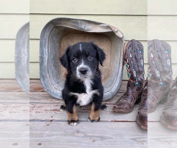 Medium Photo #1  Breeder Profile in COLVILLE, WA, USA