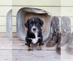 Small breeder photo