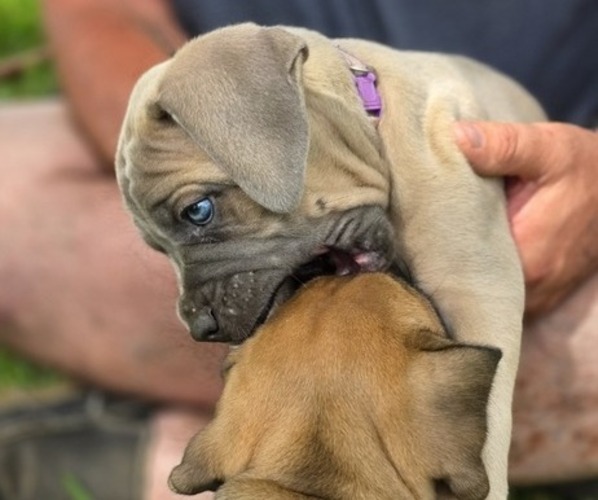 Medium Photo #9  Breeder Profile in BANGS, TX, USA