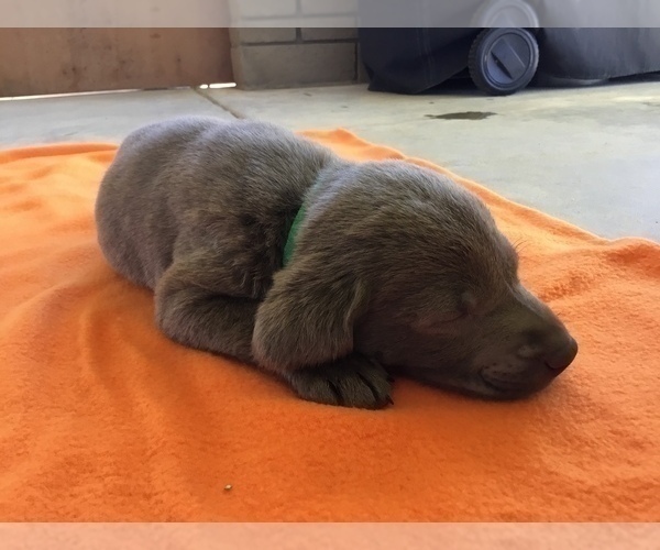 Medium Photo #19  Breeder Profile in WARNER SPRINGS, CA, USA