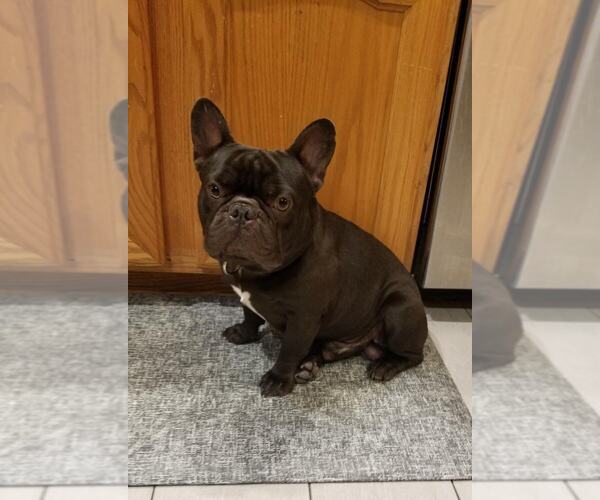 Medium Photo #18  Breeder Profile in LAS VEGAS, NV, USA