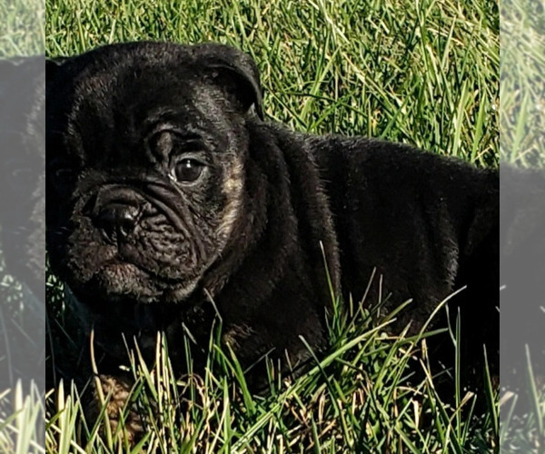 Medium Photo #4  Breeder Profile in GALENA, MO, USA