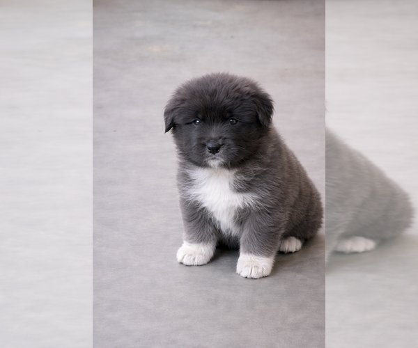 Medium Photo #3  Breeder Profile in AKELEY, MN, USA