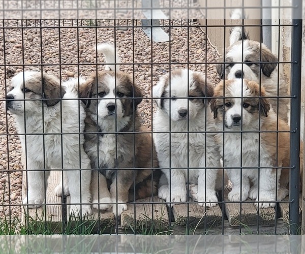 Medium Photo #1  Breeder Profile in PINE, CO, USA