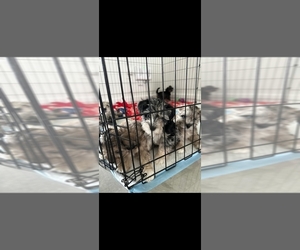 Confetti Australian Shepherd Dog Breeder near LEHIGH ACRES, FL, USA