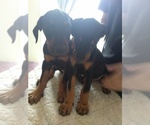 Small breeder photo