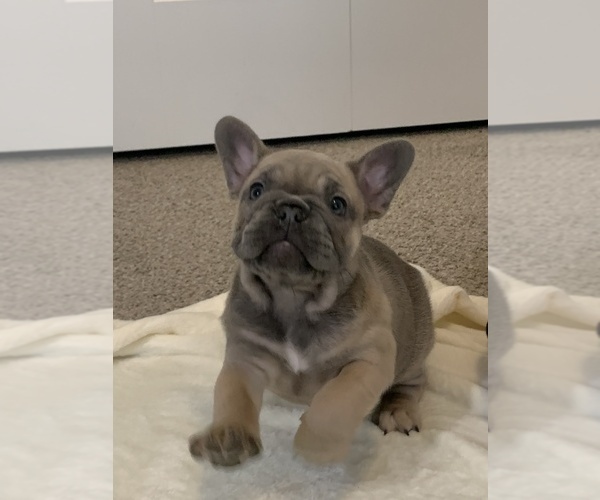 Medium Photo #8  Breeder Profile in CLAY, MI, USA
