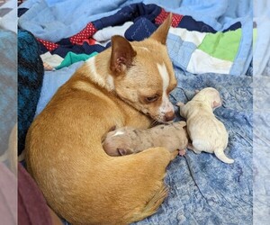 Chihuahua Dog Breeder near MARION, VA, USA