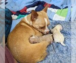 Small breeder photo