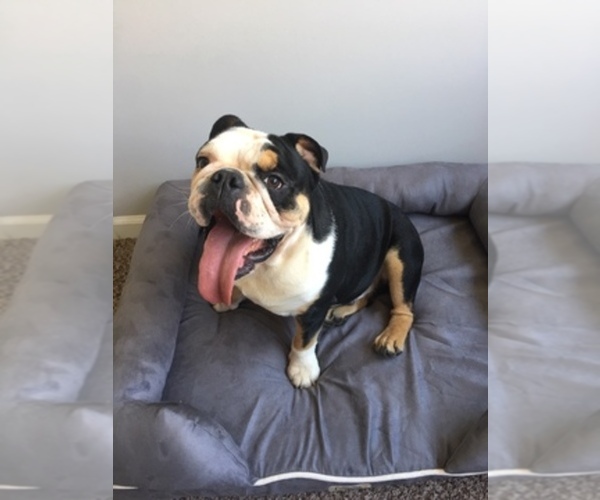 Medium Photo #1  Breeder Profile in MBORO, TN, USA