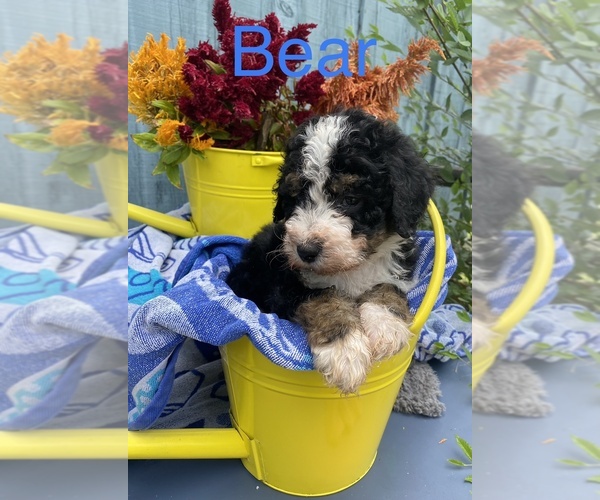 Medium Photo #2  Breeder Profile in BATTLE CREEK, MI, USA