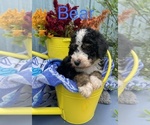 Small #1 Breeder Profile image