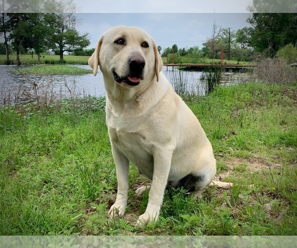 Medium Photo #4  Breeder Profile in EDGEWOOD, TX, USA