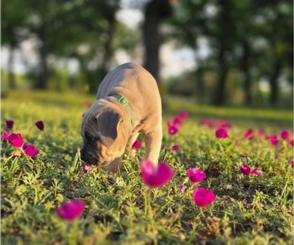 Medium Photo #17  Breeder Profile in BANGS, TX, USA