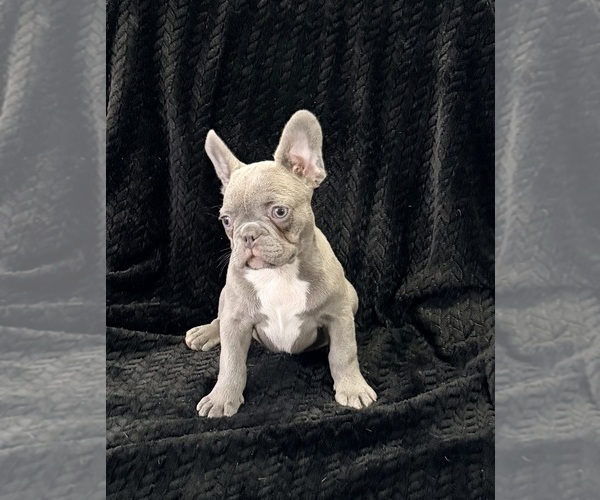 Medium Photo #23  Breeder Profile in FOUNTAIN CITY, IN, USA