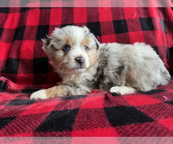Medium Photo #1  Breeder Profile in BAKER CITY, OR, USA