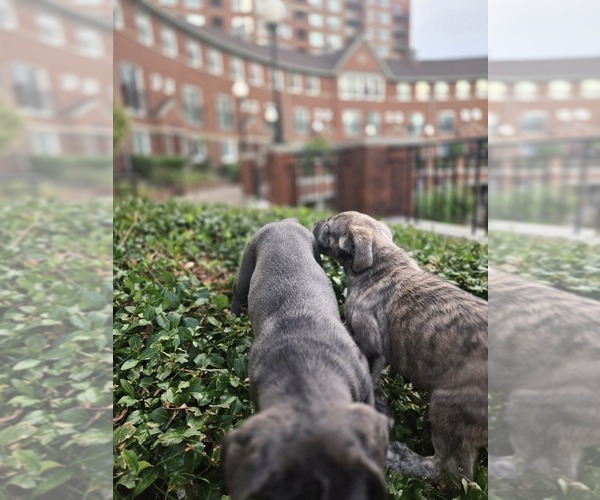 Medium Photo #7  Breeder Profile in LOUISVILLE, KY, USA