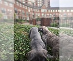 Small #6 Breeder Profile image