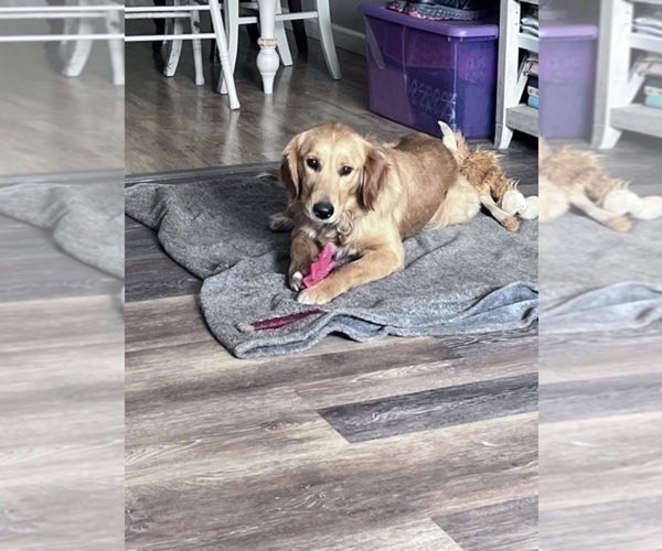 Medium Photo #8  Breeder Profile in HARRISON, OH, USA