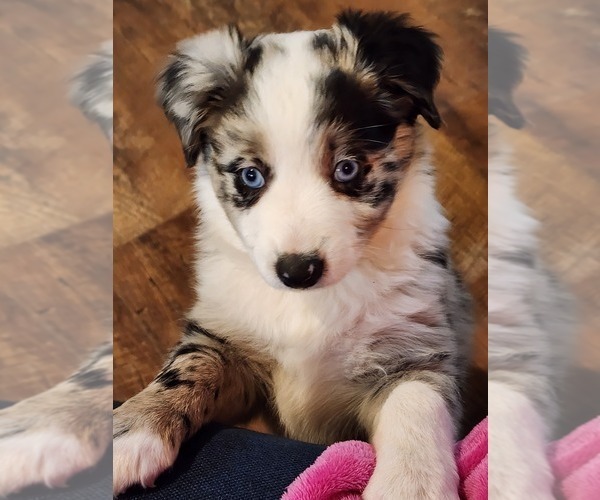 Medium Photo #1  Breeder Profile in HONOBIA, OK, USA