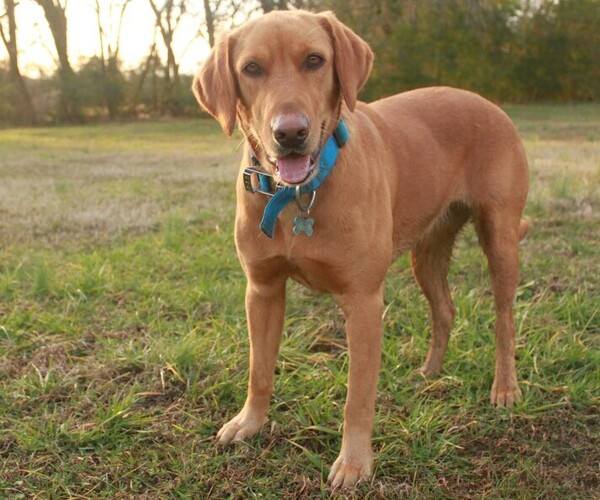 Medium Photo #1  Breeder Profile in AUBURNTOWN, TN, USA