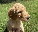 Small #17 Breeder Profile image
