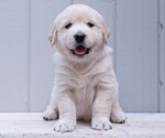 Small breeder photo