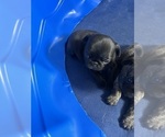 Small #3 Breeder Profile image