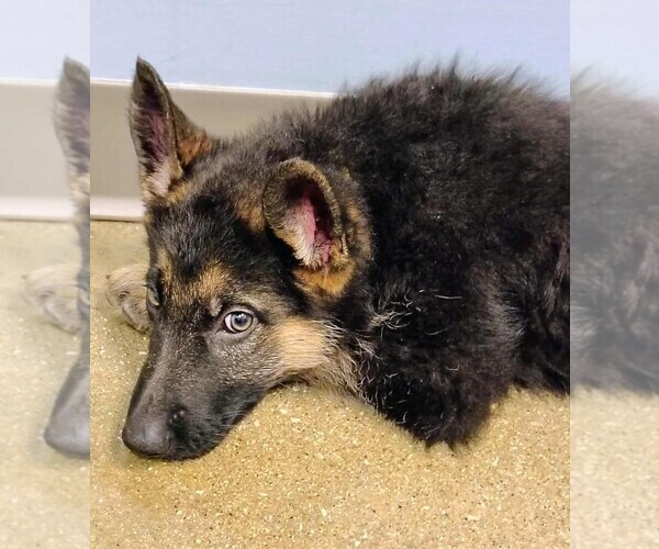 Medium Photo #2  Breeder Profile in ARNOLD, MO, USA