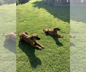 Rhodesian Ridgeback Dog Breeder near RIVERSIDE, CA, USA