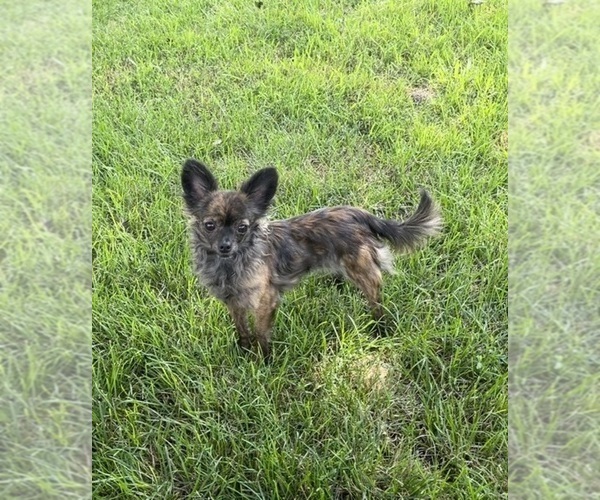 Medium Photo #81  Breeder Profile in TWINING, MI, USA