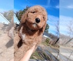 Small #42 Breeder Profile image