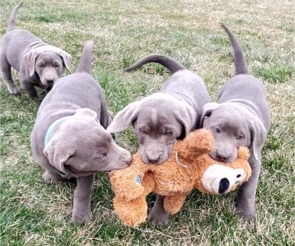 Medium Photo #4  Breeder Profile in FLAGLER, CO, USA
