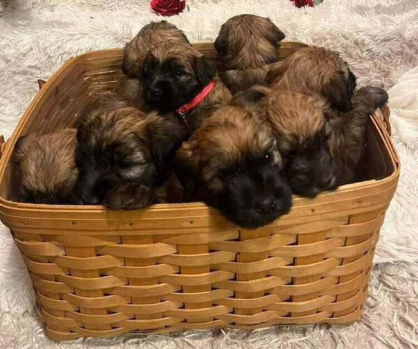 Medium Photo #1  Breeder Profile in MONETT, MO, USA