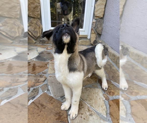 Medium Photo #88  Breeder Profile in MCDONOUGH, GA, USA
