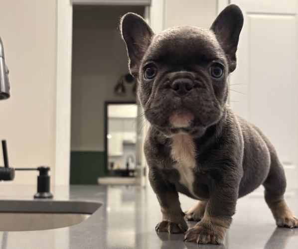 Medium Photo #7  Breeder Profile in ATLANTA, GA, USA