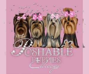 Poodle (Toy) Dog Breeder near ADDISON, IL, USA