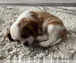 Small #8 Breeder Profile image