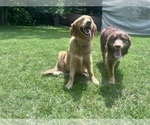 Small #57 Breeder Profile image