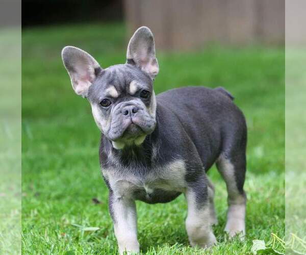 Medium Photo #7  Breeder Profile in PUNTA GORDA, FL, USA