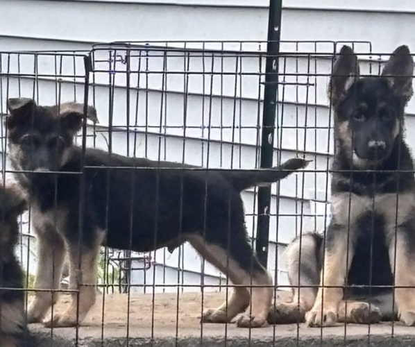 Medium Photo #6  Breeder Profile in SOUTH EASTON, MA, USA