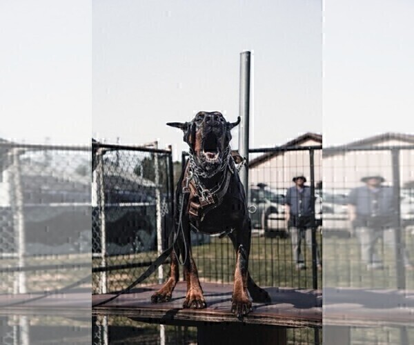 Medium Photo #37  Breeder Profile in FORT LAUDERDALE, FL, USA