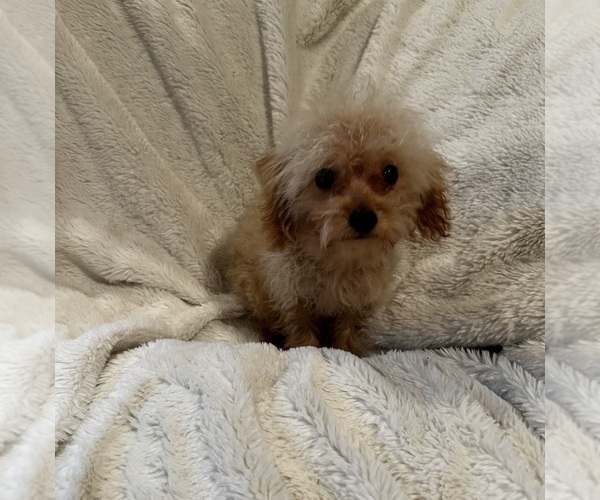Medium Photo #9  Breeder Profile in VANCOUVER, WA, USA