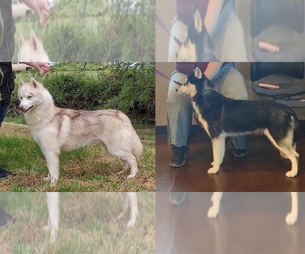 Medium Photo #1  Breeder Profile in HEPPNER, OR, USA