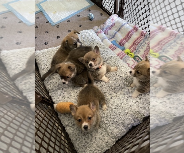 Medium Photo #9  Breeder Profile in OAKLEY, CA, USA