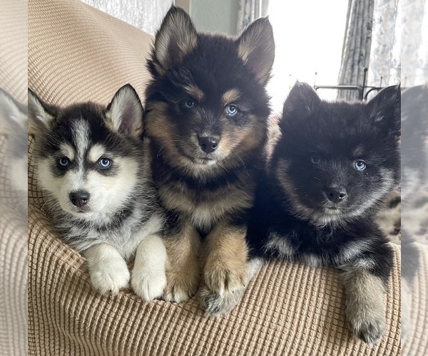Medium Photo #13  Breeder Profile in VENUS, PA, USA