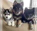 Small #12 Breeder Profile image