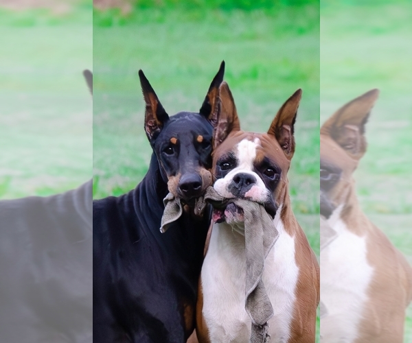 Medium Photo #1  Breeder Profile in CLEVELAND, TX, USA