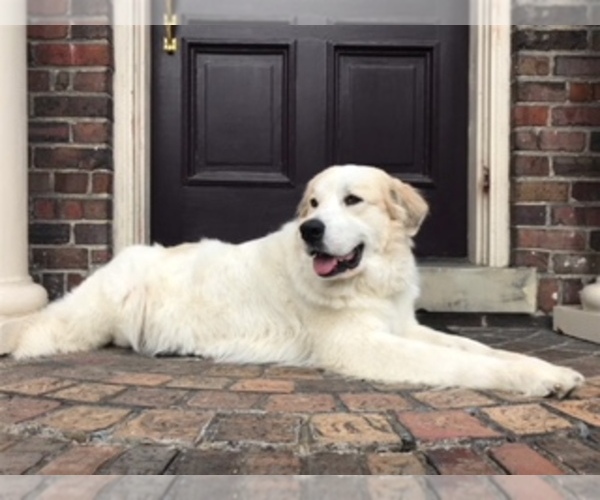 Medium Photo #1  Breeder Profile in PHILADELPHIA, PA, USA